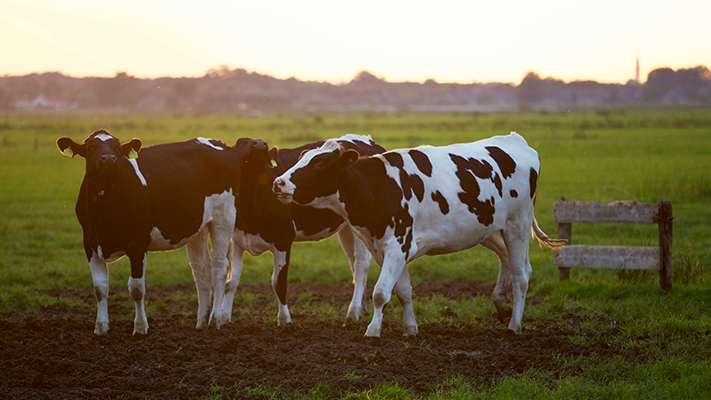 image de la journée à la ferme
